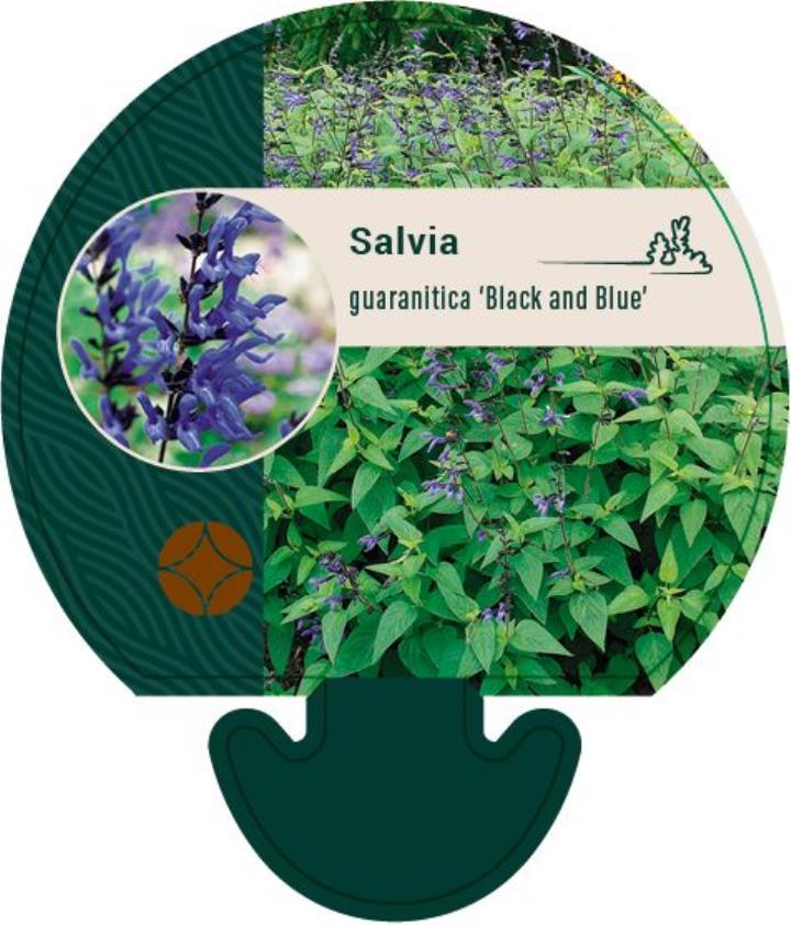 Salvie - Potte 0,8 Liter
