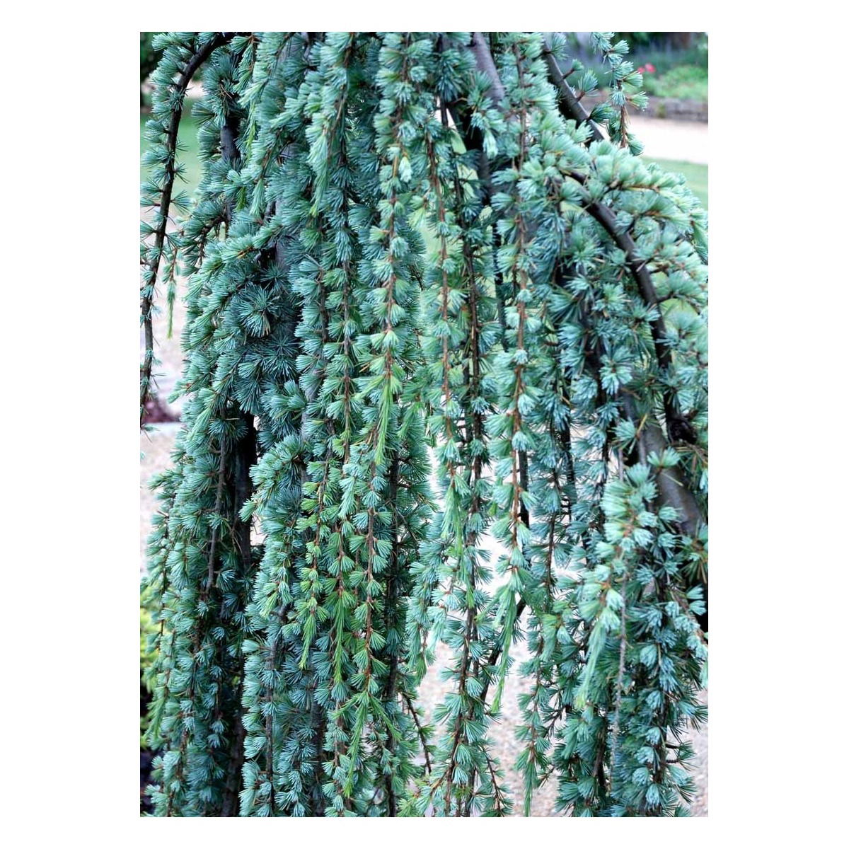 Libanon Ceder &apos;Glauca Pendula&apos;