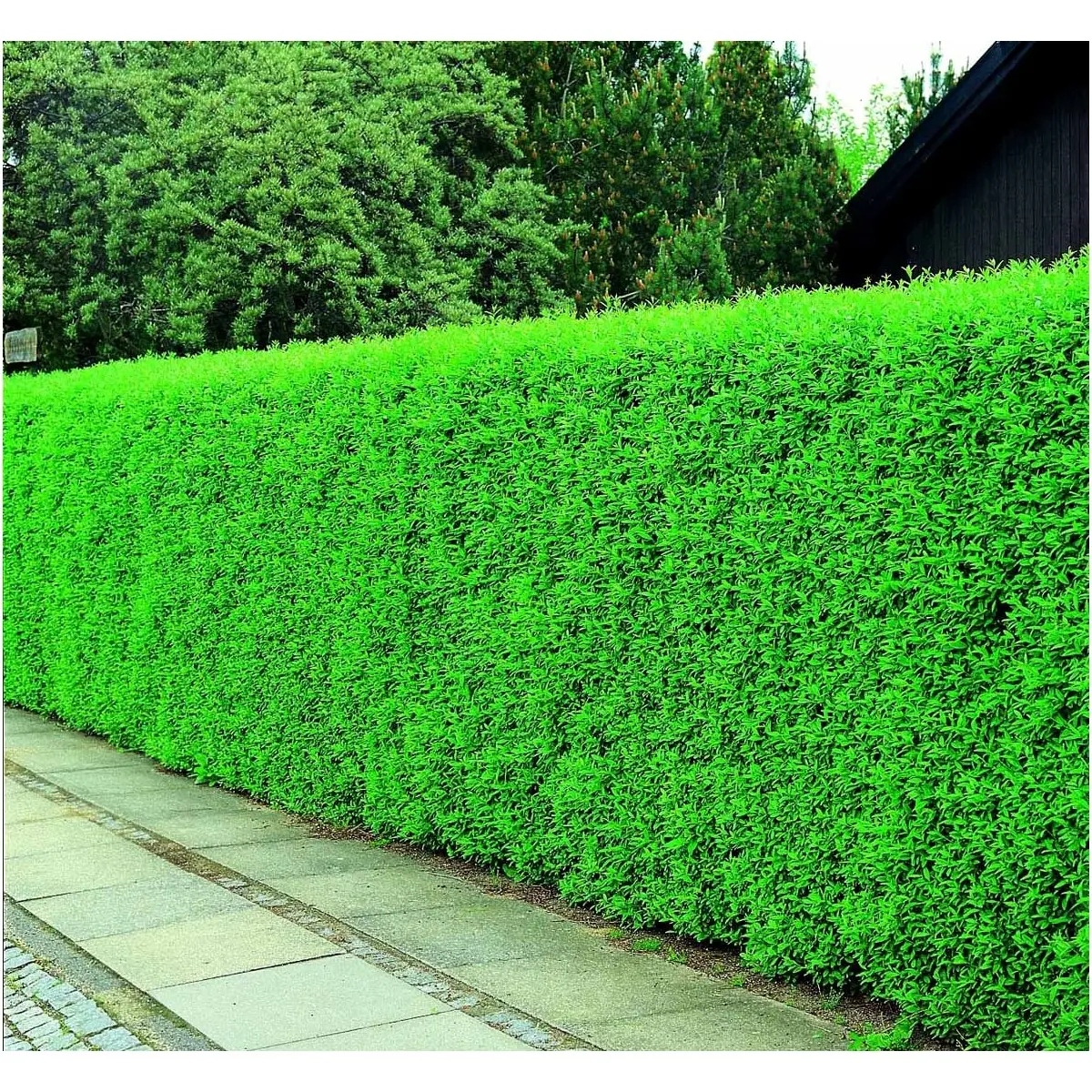 Liguster / Ligusterhæk 'Liga'