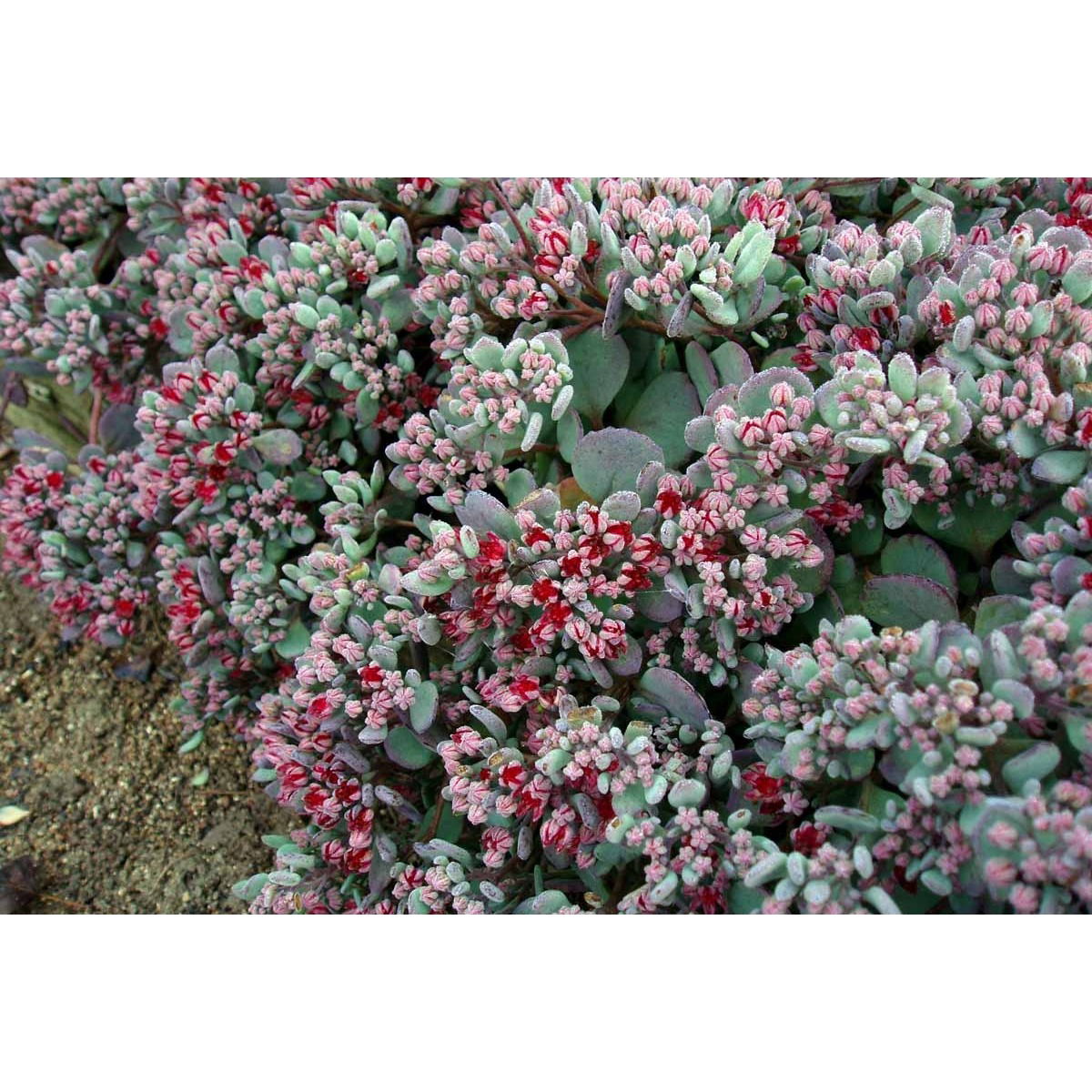 Japansk Stenurt 'Lidakense'