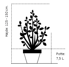 Japansk Kryptomeria 'Kitayama'