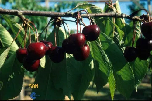 Sød Kirsebær &#39;Sam&#39; - kræver bestøver - Havefrugttræ - A-kvalitet 4-8 grene, 130-170 cm. Potte 10 liter (Colt) (middelstørrelse træer)