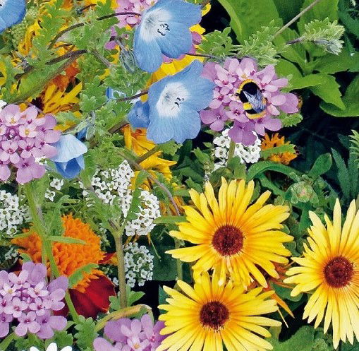 Friendly Flowers - Bimix