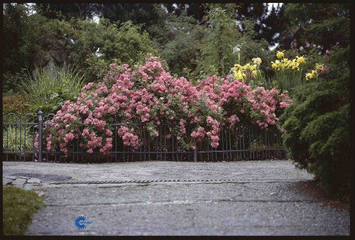 Rosa x Ferdy, Buskrose Ferdy, Buskrose Tæt og bred vækst med højt buede grene Grønne til mørkegrønne, let skinnende blade Løvet får smukke efterårsfarver Laksrosa, fyldte blomster, 3,5-5 cm i diameter i juli-august Svag, sød og frisk duft