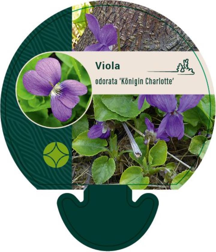 Martsviol 'Königin Charlotte' - Potte 0,8 Liter