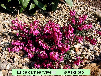Erica carnea Vivellii, Forårslyng Vivellii, Vivellii. Mørk rosa &gt; magentarøde blomster jan. - maj. Mørke- grønt løv med bronze skær. 15 x 35 cm.
