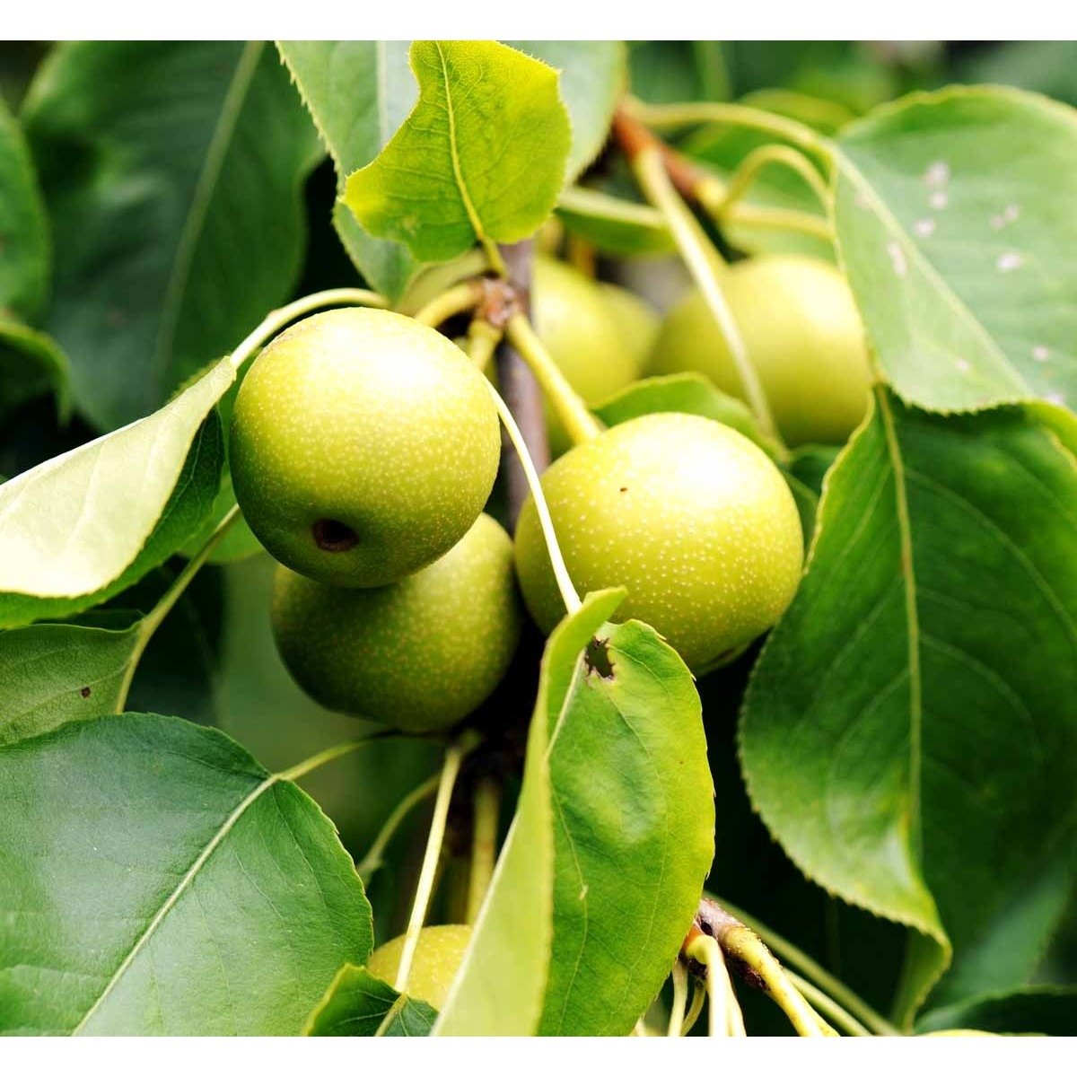 Asiatisk pære/Nashi pære &#39;Hosui&#39; - Opbundet til ca. 150 cm. Med Potte