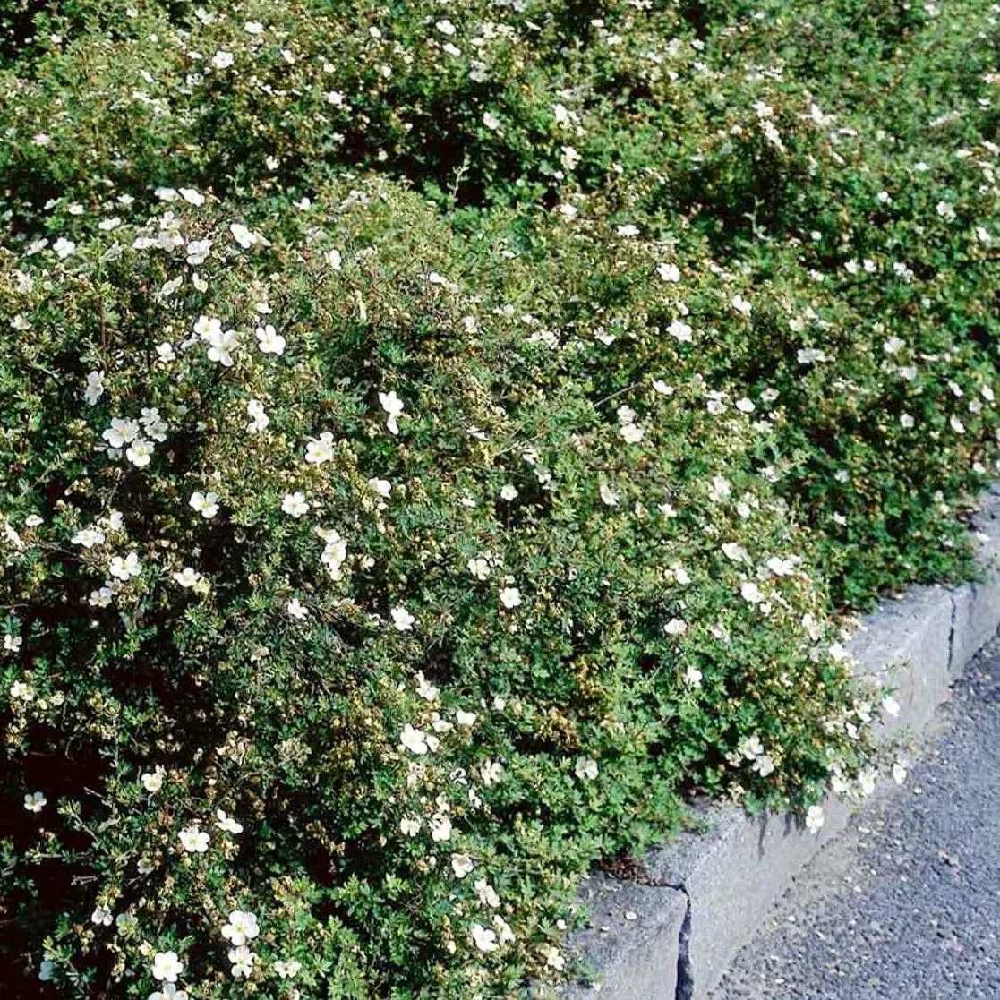 Hvid Buskpotentil Abbotswood