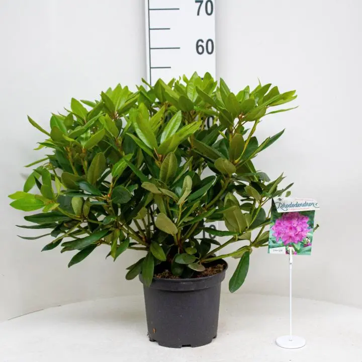 Rododendron cat. 'Boursault'