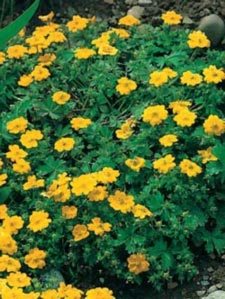 Potentilla aurea, Potentil, Populærnavn:&amp;#160; Potentil Placering:&amp;#160; Solrig vokseplads - tåler tør jord. Blomstring:&amp;#160; Maj-juli Farve:&amp;#160; gul Højde:&amp;#160; 20 cm Anvendelse:&amp;#160; Forrest i staudebedet og i stenbedet. Ant