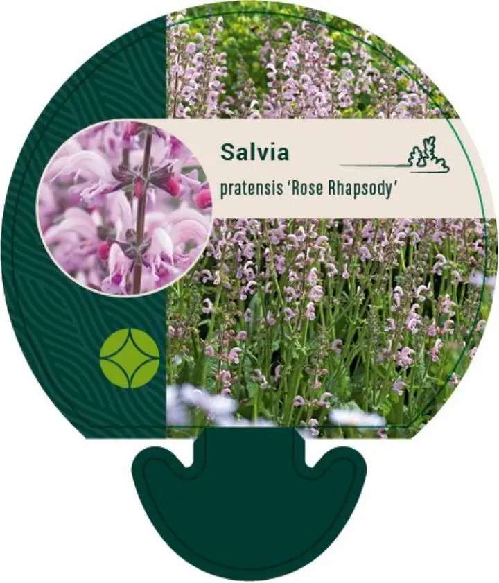 Staudesalvie 'Rose Rapsody' - Potte 0,8 Liter