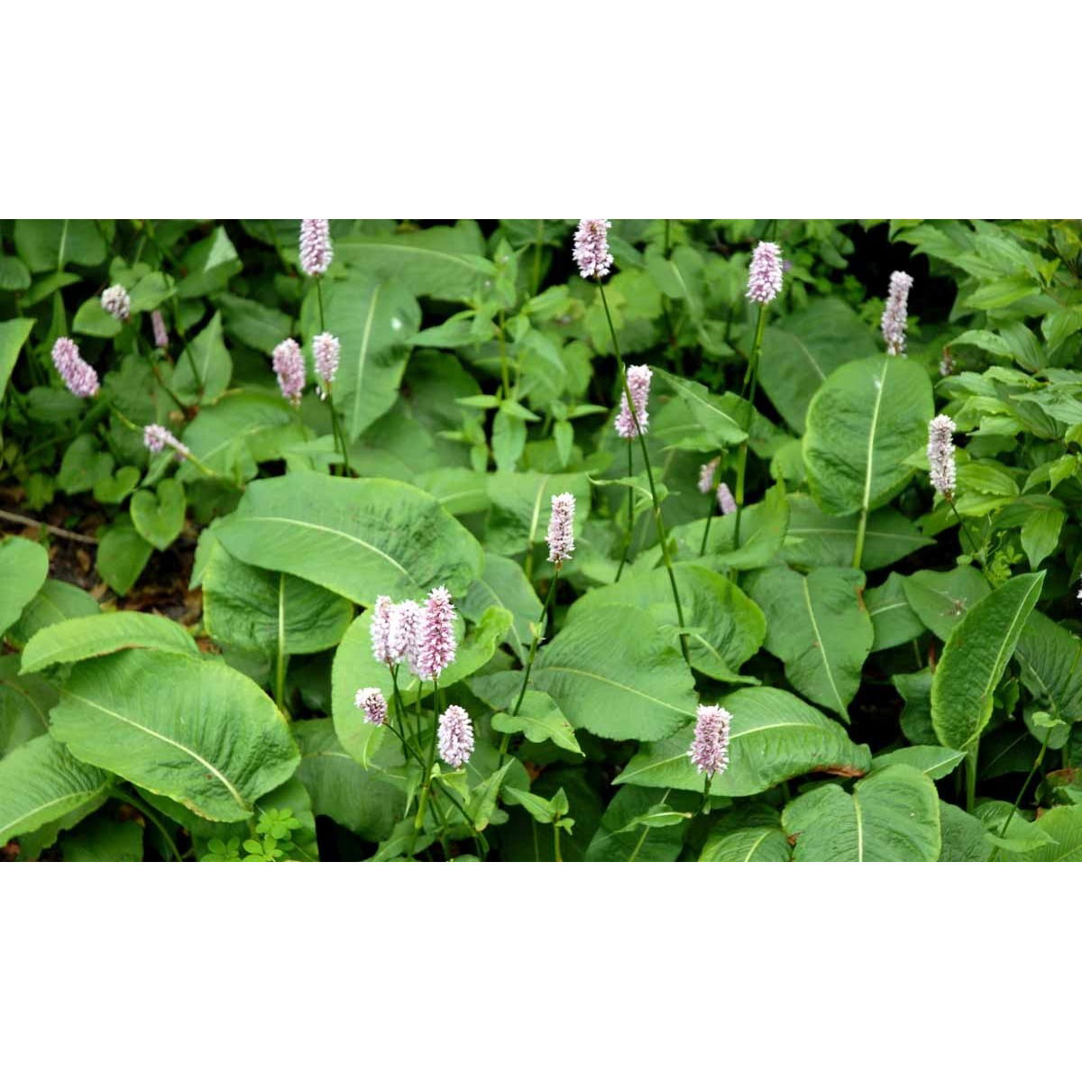 Slangeurt &apos;Superba&apos;