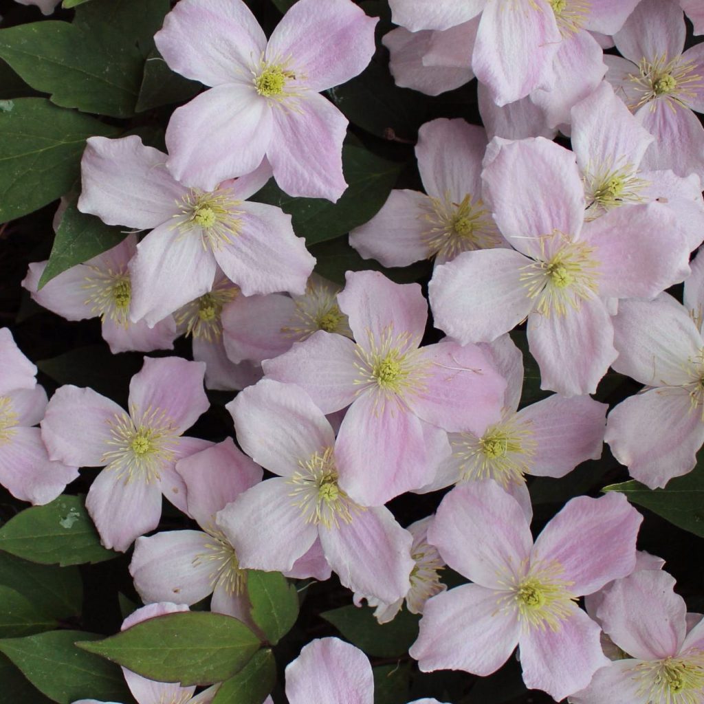 Klematis montana mayleen