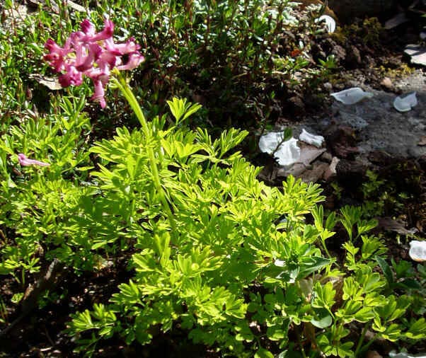 Corydalis bushii, Lærkespore, Lyskrav: halvskygge Farve: lillarosa Højde: 15 cm. Blomstringsmåned: 6 Antal pr. m2.: 9