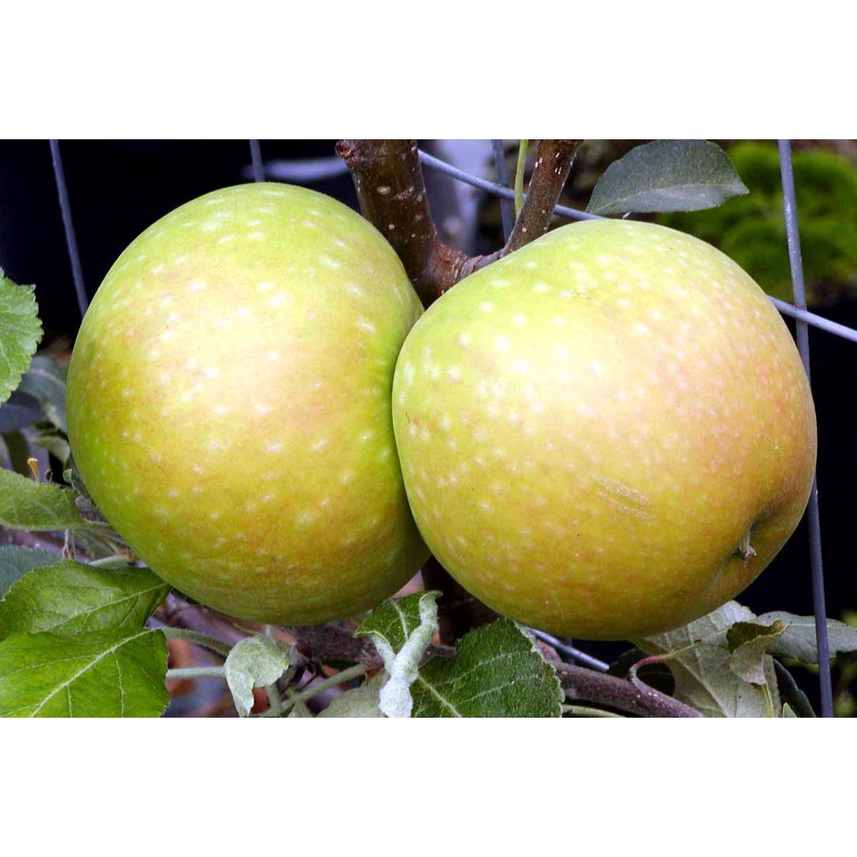 Æble &#39;Cox Orange Queen&#39; - Havefrugttræ - A-kvalitet 4-8 grene. 120-160 cm. Potte, (M7)