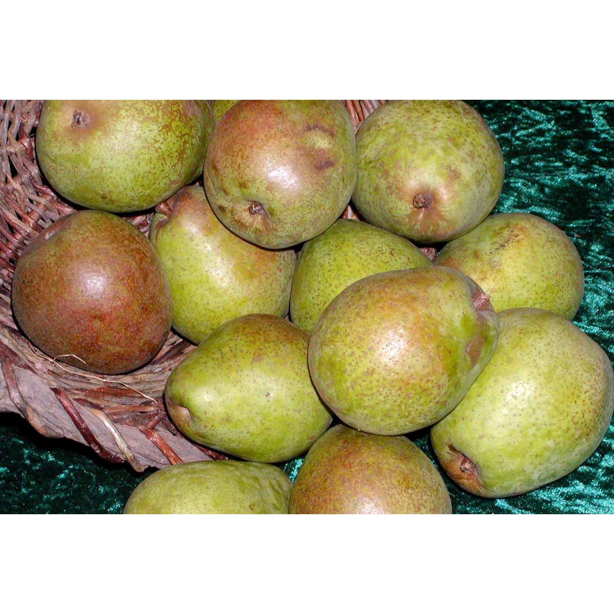 Pære &#39;Aleksander Lucas&#39; - Potte 7,5 liter 150-175 cm.