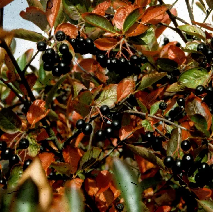 Blommebladet Surbær &apos;Nero&apos;