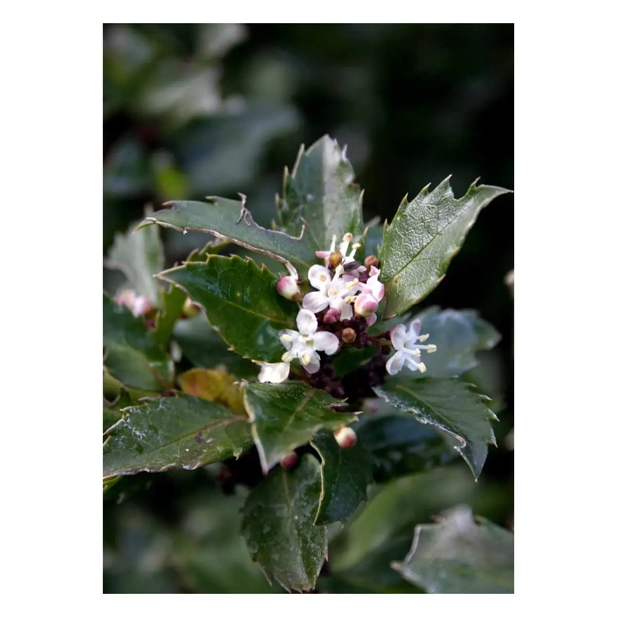 Kristtorn &apos;Blue Prince&apos;