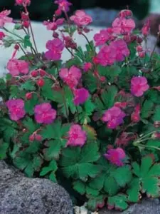 Geranium cantabrigiense Karmina, Storkenæb Karmina, Populærnavn:&amp;#160; Tæppe-Storkenæb Placering:&amp;#160; Sol til halvskygge - almindelig til tør jord. Blomstring:&amp;#160; Juni-juli Farve:&amp;#160; mørk rosa Højde:&amp;#160; 25 cm Anvendelse:&amp