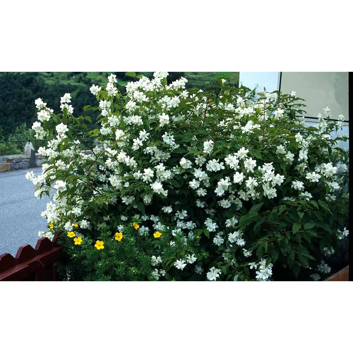 Uægte Jasmin &apos;Coronarius&apos;