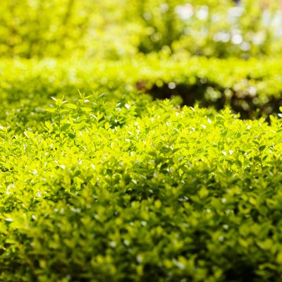 Øvrige stedsegrønne