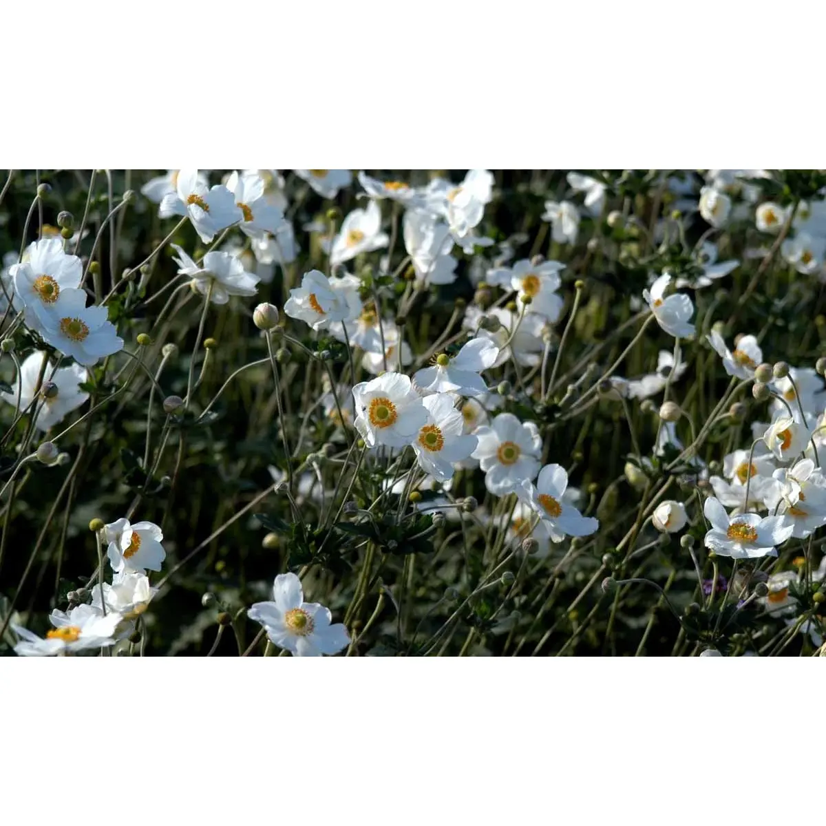 Høstanemone 'Honorine Jobert' - Potte 1 liter