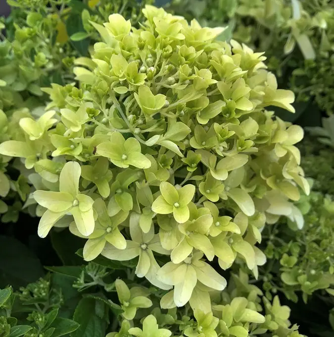 Syrénhortensia &apos;Skyfall&apos;