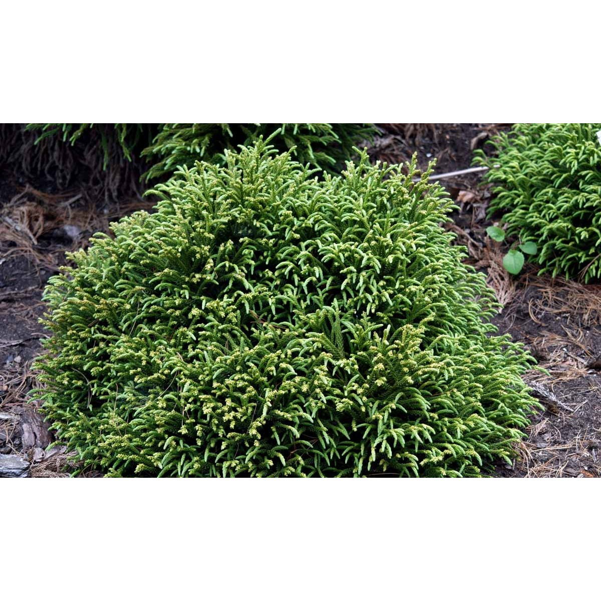 Japansk Kryptomeria &apos;Little Champion&apos;