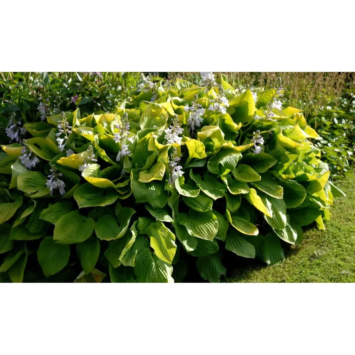 Funkia 'August Moon' - Potte 1 liter