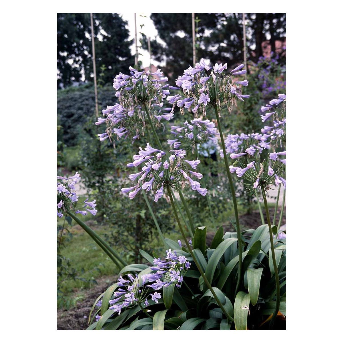 Afrikansk skærmlilje