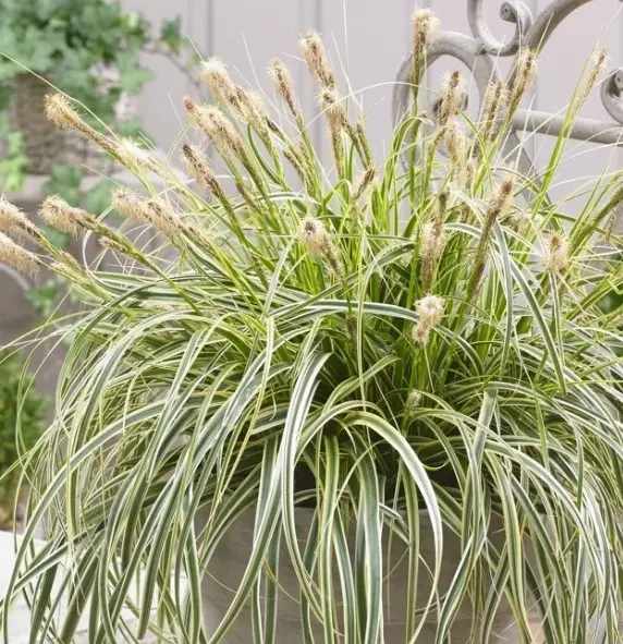 Star 'Feather Falls' - Potte 5,0 liter