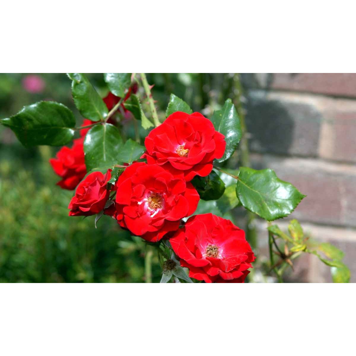 &apos;Parkdirektor Riggers&apos;