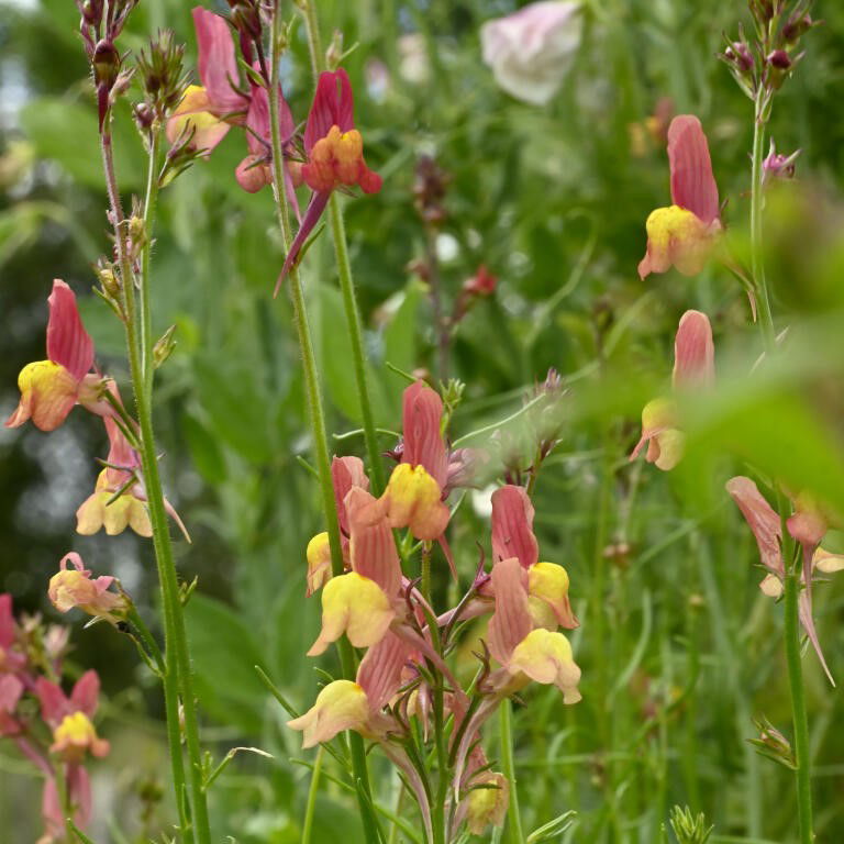 Torskemund Licilia Peach