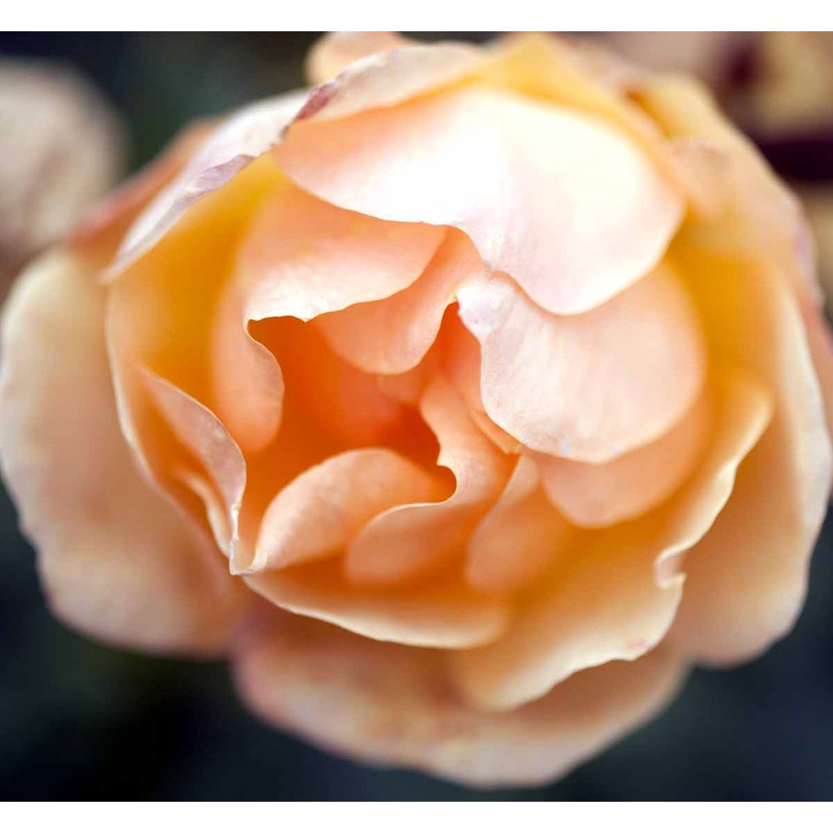 'Hansestadt Rostock'®