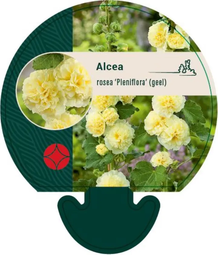 Stokrose 'Pleniflora' gul - Potte 0,8 Liter