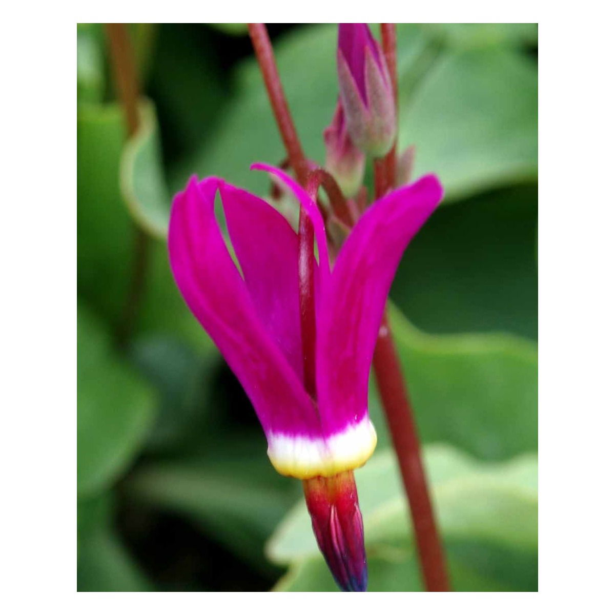 Gudeblomst &apos;Red Wings&apos;