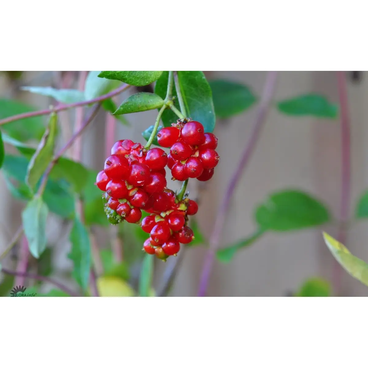 Almindelig Kaprifolia (Gedeblad)