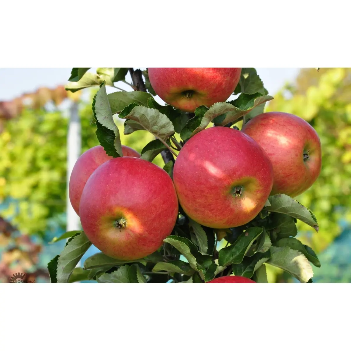 SØJLEÆBLE &#39;STARCATS&#39; - Potte 6,7 liter Søjle minimum 60 cm.