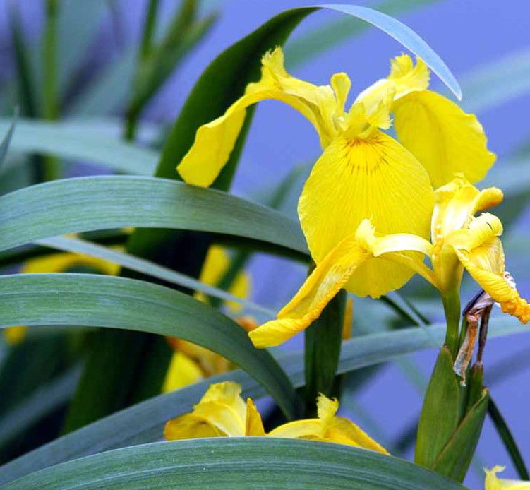 Gul Iris