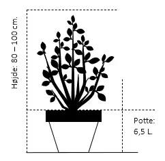 Paradisæble 'Scarlet