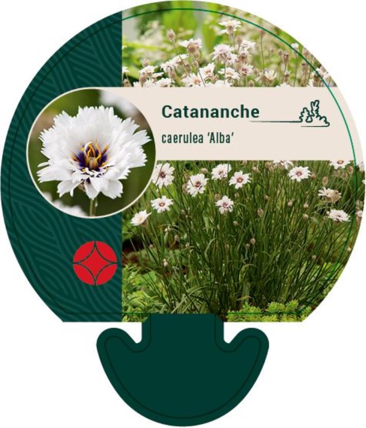 Rasleblomst - Potte 0,8 Liter