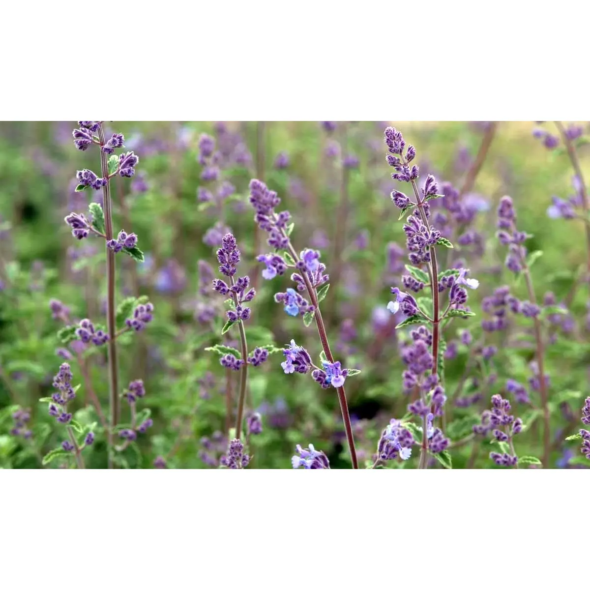 Blåkant  'Mussinii'