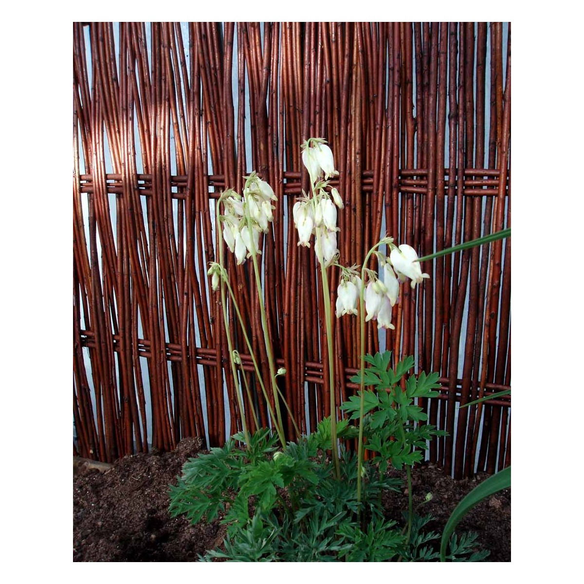 Småhjerte &apos;Aurora&apos;