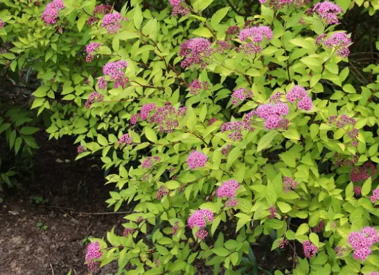 Spiraea densiflora