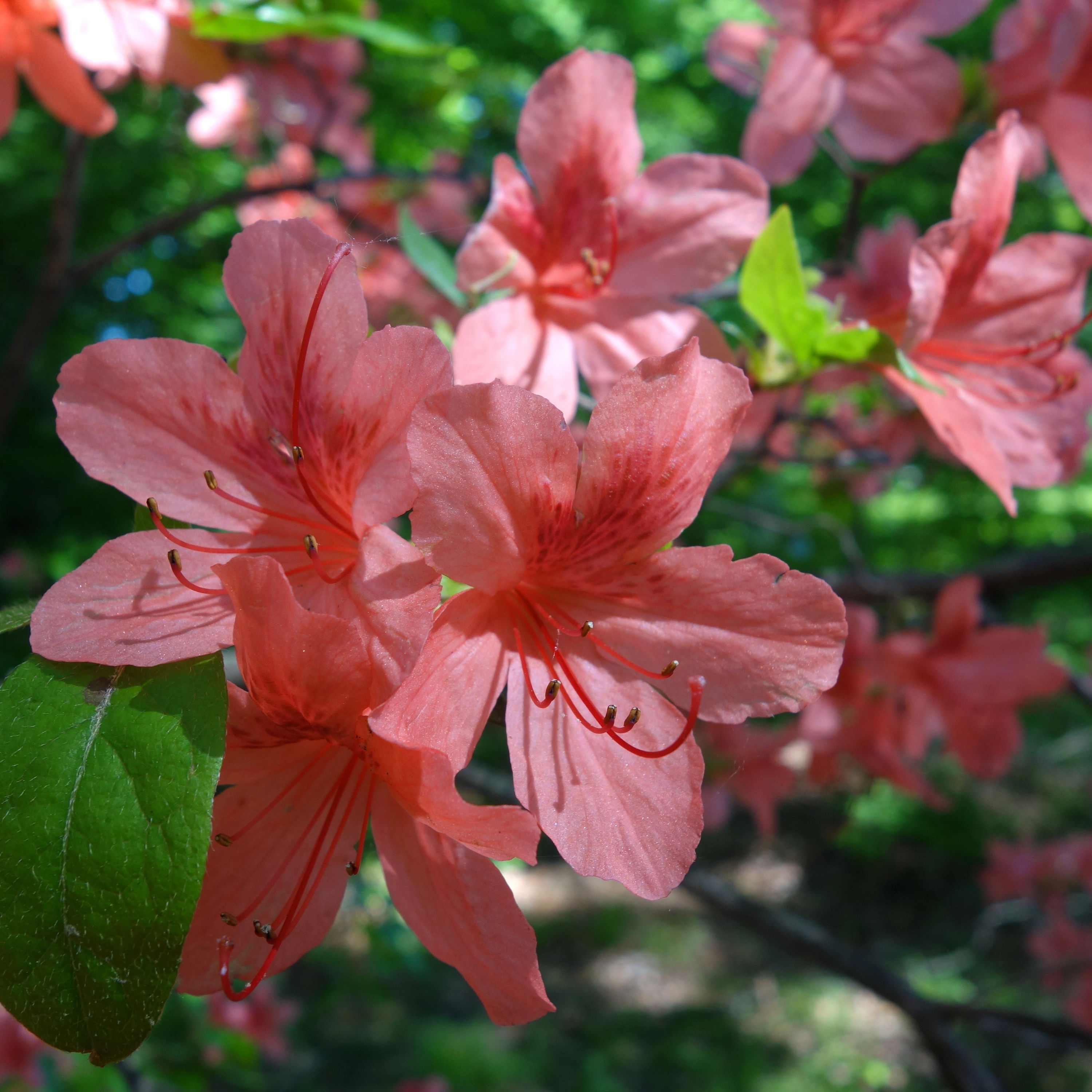 Rhododendron Nakaharae