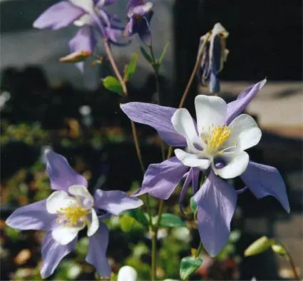 Langsporet Akeleje 'Blue Star' - Potte 1 liter