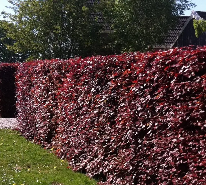 Rødbøg til hæk