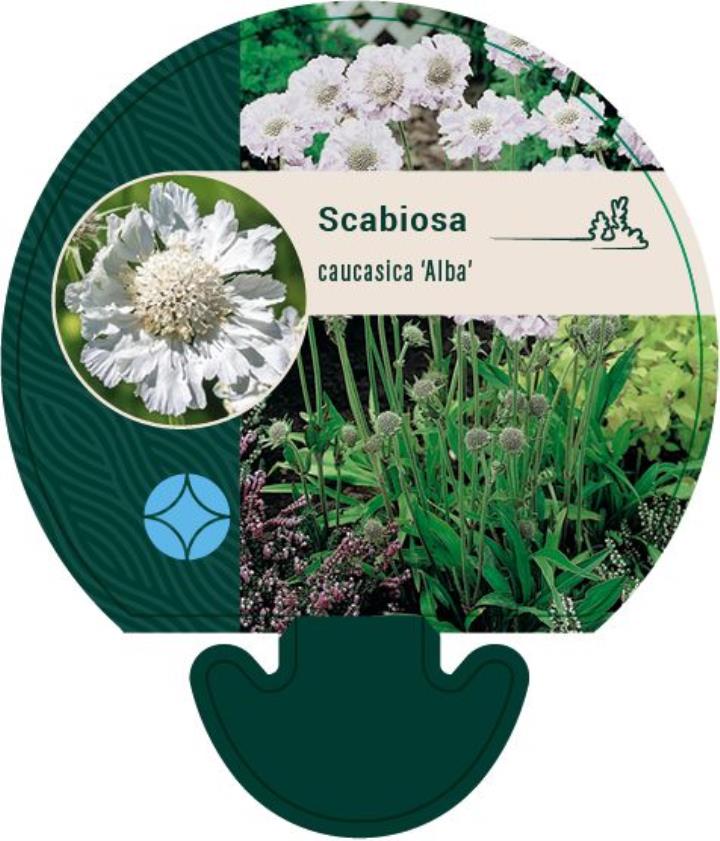 Scabiose 'Perfecta Alba' - Potte 0,8 Liter