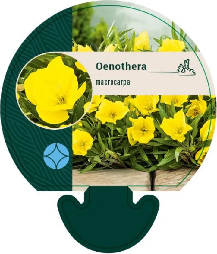 Krybende Natlys - Potte 0,8 Liter