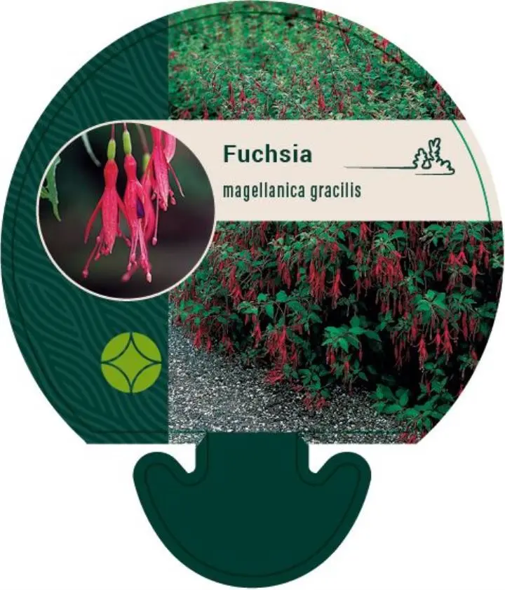 Havefuchsia - Potte 0,8 Liter